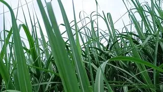 hot stepsister does not mind sharing her boyfriend with her stepsister