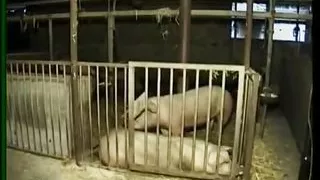 Germany Private_barnyard Pain.