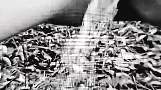 Pissing in the forest