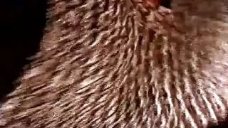 Russian teens part 19