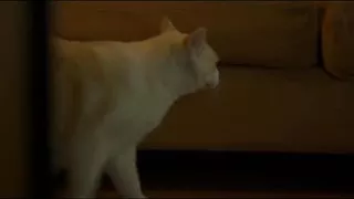 Bluette Alex Ak and Selina Ak