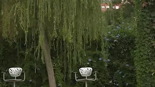 Fuck among the bushes