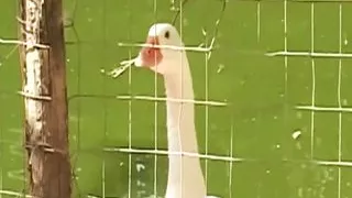 Real horny couples in real fuck (full movie)