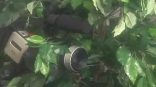 A Naturally Curvaceous Redhead Spreads Her Big Buns to Allow Two Cocks to Angrily Scold Her.