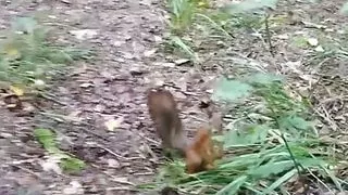 I'm Walking in the Park and Looking for a Place to Take a Piss