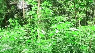 Indian Neighbor Bhabhi Jungle Fucked.