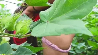 Desi village girlfriend boyfriend went to the farm and pressed her boobs in the cotton field and showed her full pussy and he urinated.