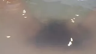 Hairy Girl Washing Her Big Bush