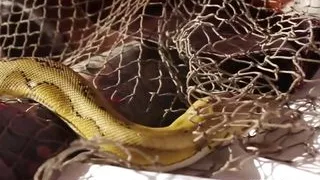 Hunter Nicole Aniston captures a Minotaur and Milks his