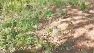 Slut Wife Sneaks Off In The Middle Of The Walk To Suck Off One Of Her Husband's Friends And Can't Resist The Urge To Try New Mil