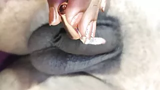 Nail painting to lover's dick by the girlfriend in the apartment