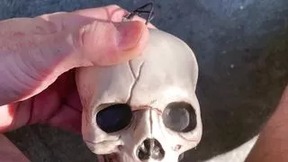 CIMETI&Egrave;RE ANAL 002