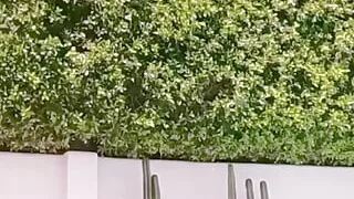 NASTYDADDY Gay Lovers Having Pool Side Hook Up