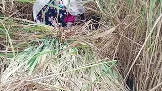 Fucked country girl as a horse in paddy field