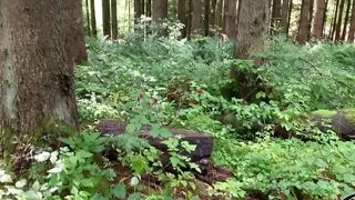 Chubby German Abby Strange - Pee Compilation, Pissing