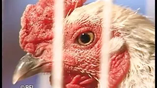 Texas dildo masquerade