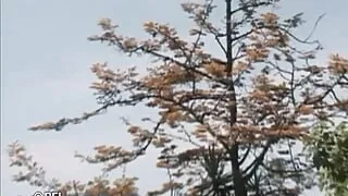 Homo mania - Hard dicks  DVD