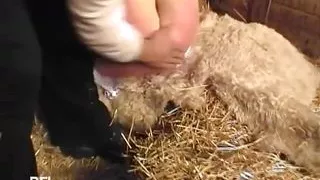 Hay fever - 2 scenes in 1