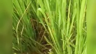 Sexy girl video local hasinabegum1234