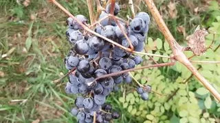 Our autumn romantic sex in a hut - Lesbian-illusion