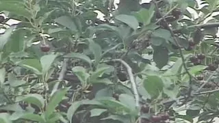 Three horny dudes rocking the hell out of superb French slut