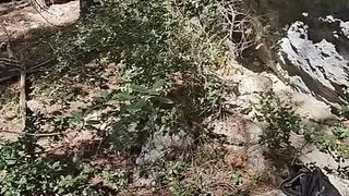 Sophie milf walks in the woods looking for a good cock to get her pussy fucked