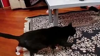 A Really Horny Scene