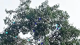 Village Girl Fucked By Boyfriend Hot Big Boobs College Teen Fucking In Jungle (hindi Audio) Khet Me