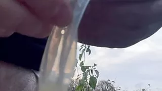 Used condom with sperma in the forest