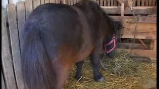 Bread, Cheese and Cock Scn02