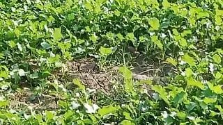 Audio: Sally Jija's Story on Audio Hindi Story Video