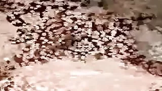 Cuckold Archive - BBC bull and his clients