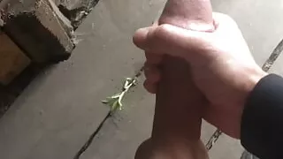 Hard work in daddy's stable, ends in a flurry of cum.