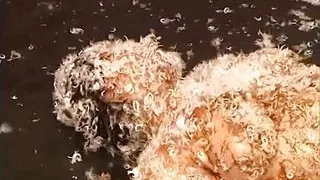 Powergames - Compilation of tied up sluts being tormented