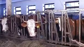 Redhead German slut tied up and fucked hard