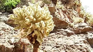 Peterfever Desert Modern 3 - Hot, Cool and Baked