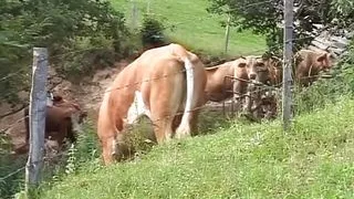 Busty German blonde tied up and fucked hard countryside