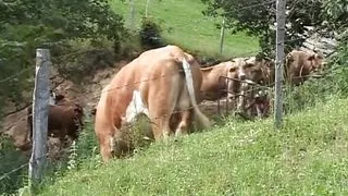 Pierced German blonde tied and spanked before hot outdoor fuck