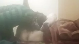 Dasi stepsister with stepbrother fucking pussy anal ass