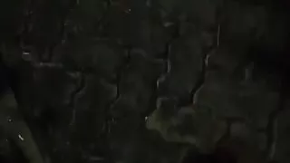 I came in the street at dawn