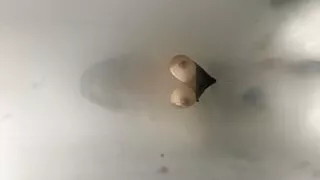 Wiping pussy cream on tits