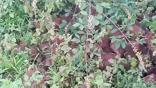 Horny Devar accidentally Fucks Newly Married Hot viDesi Bhabhi