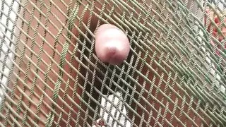 Someone will give me some dirt on the mast 4 pai