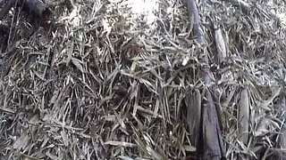 We Went to Have Sex in the Forest It Was Hard to Find a Nice Spot (part 1)