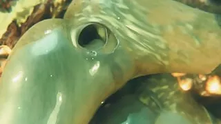 Gifdoozer Intense Ecstasy: the Ultimate 3D Hardcore Compilation - Wall Sex, Anal, Orgies, and More