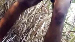 Indian Desi Village Sex Outdoor