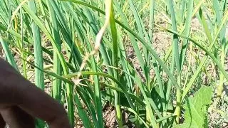 Video call Kuwari Girlfriend