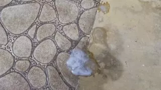 He came on his feet, on the floor, naked, naughty and hairy! Crazy Bear Handjob!