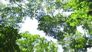 Mesmeriza compilation 13 Dream Island