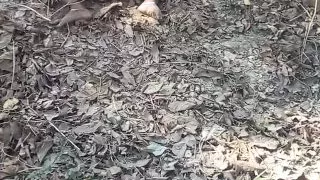 Bihari chudai Masti video